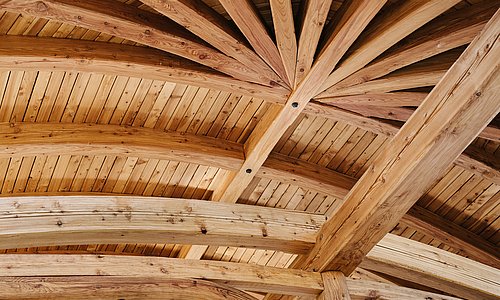 Wachstumsringe eines Baumes