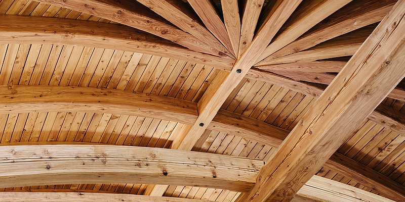 Wachstumsringe eines Baumes