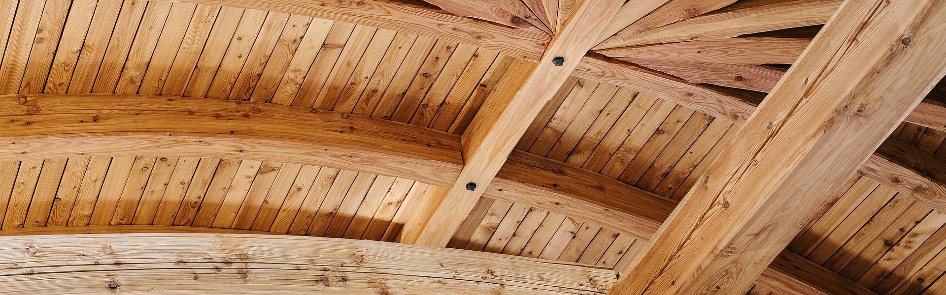 Wachstumsringe eines Baumes