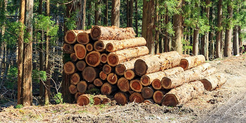 Holzstämme Nadelholz im Wald