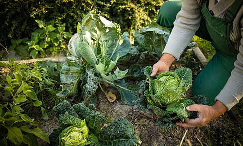 Mann pflanzt in seinem Gemüsebeet einen Salat ein