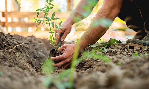 Mann beim Pflanzen einer Tomatenpflanze